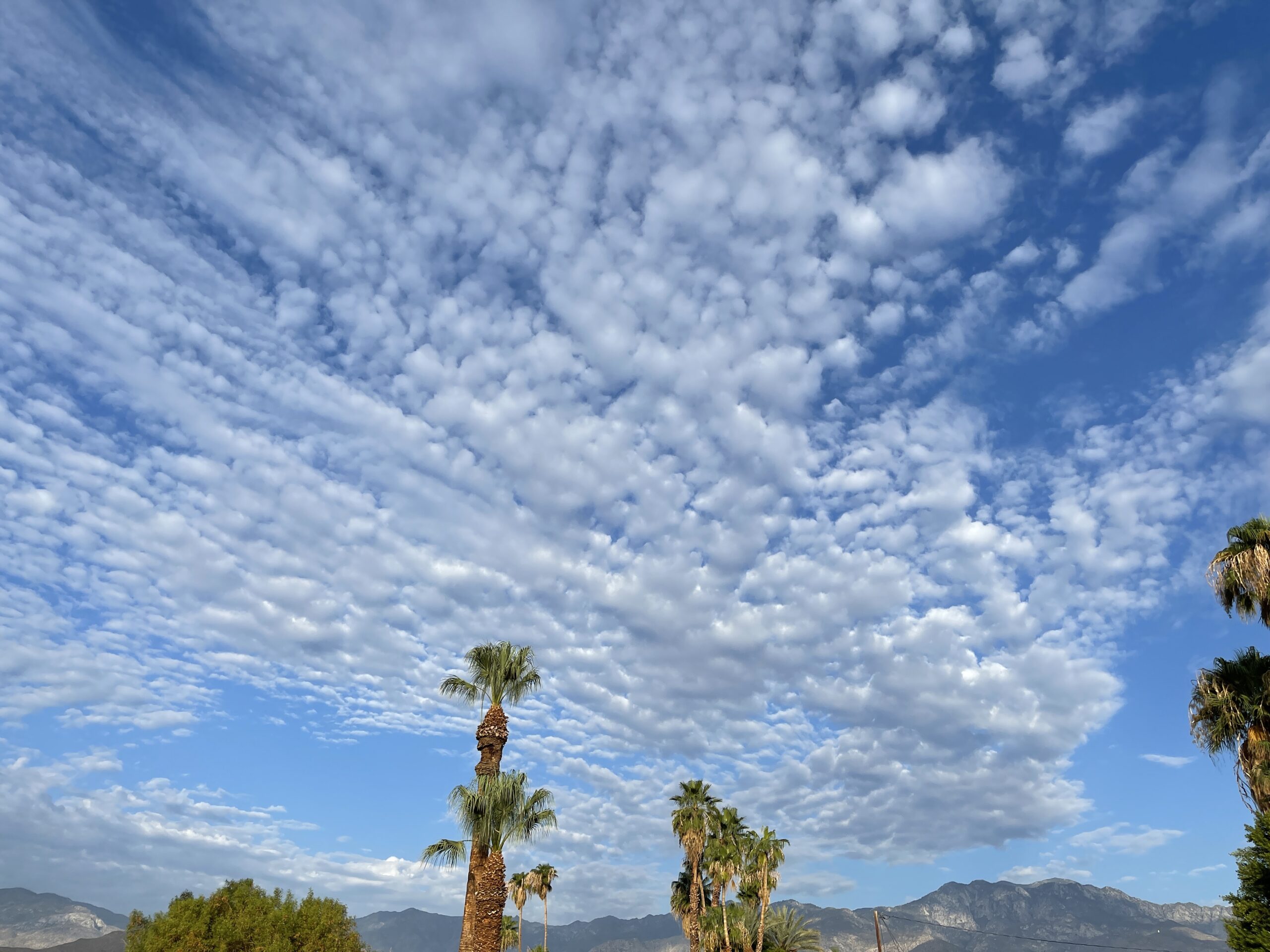 Iconic Palm Springs